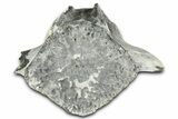 Fossil Whale Caudal Vertebra - Yorktown Formation #362059-1